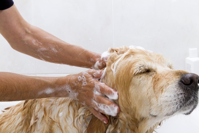 Bathing a dog