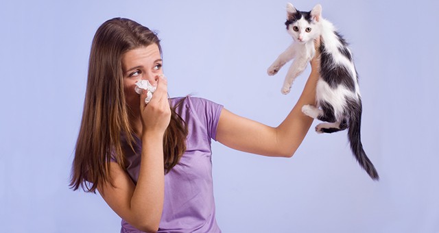 Cat clearance allergy wipes