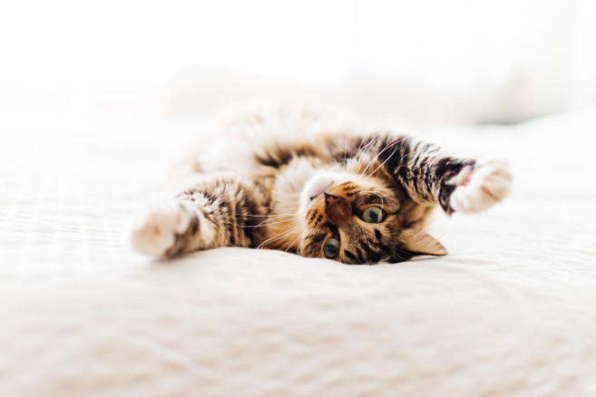 Cat on bed
