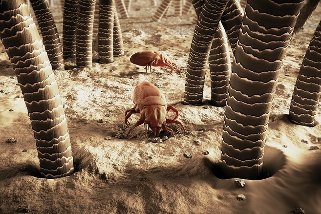 Dust mite