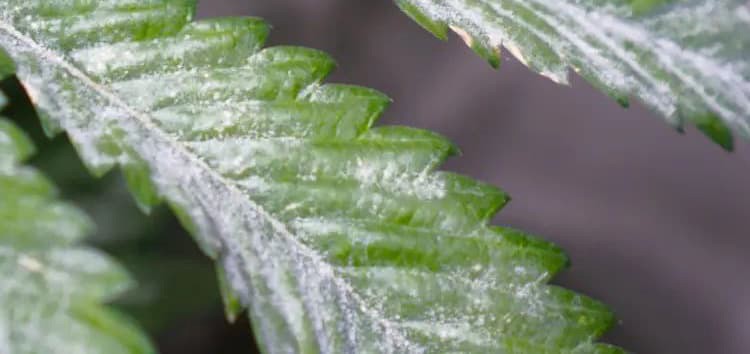 Plant Disease