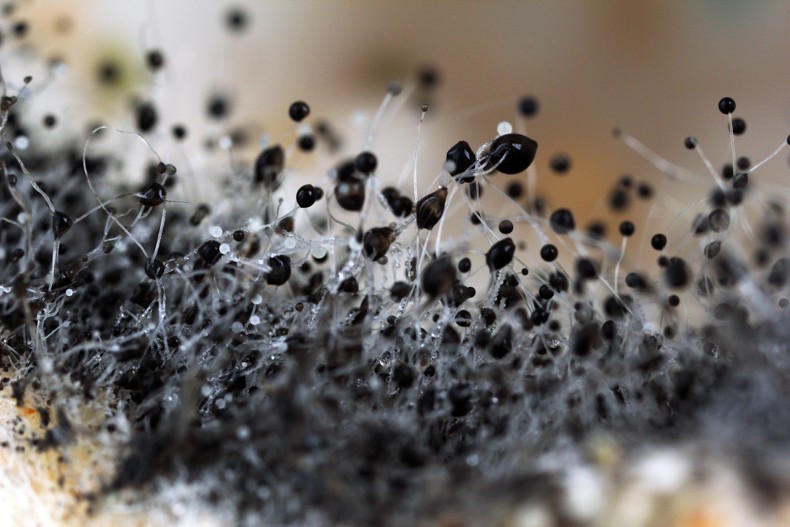 Mold Growth