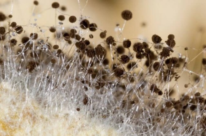 Mold spores
