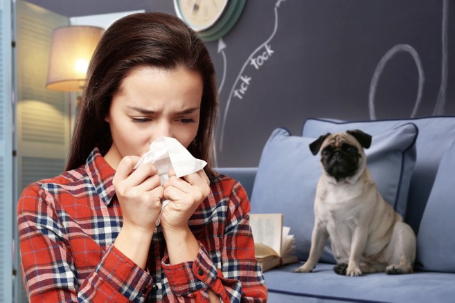 Pet allergies sneezing into tissue