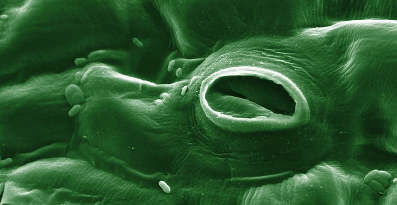 Tomato Leaf Stomata